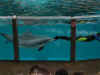 dscn1471.jpg (123086 octets)
